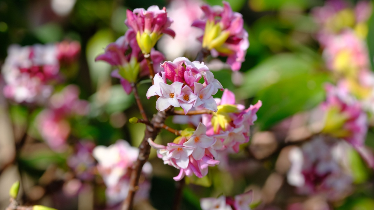 bud of Winter Daphne ,Daphne odora