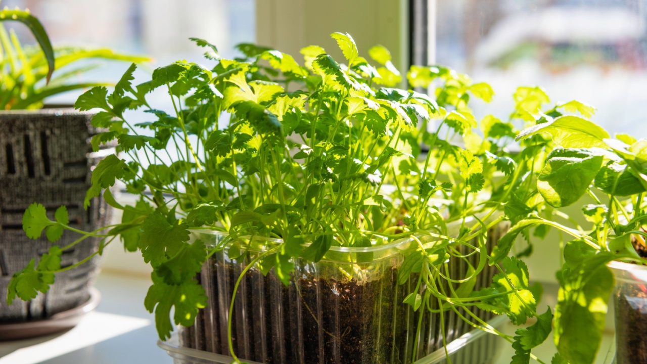 Seedlings of cilantro on the windowsill in a container. Young plants in the sun.
