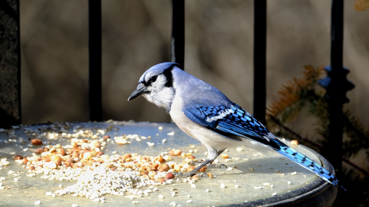 Blue jay bird standing on outdoor table with peanuts and safflower seeds. Sun on beautiful blue feathers