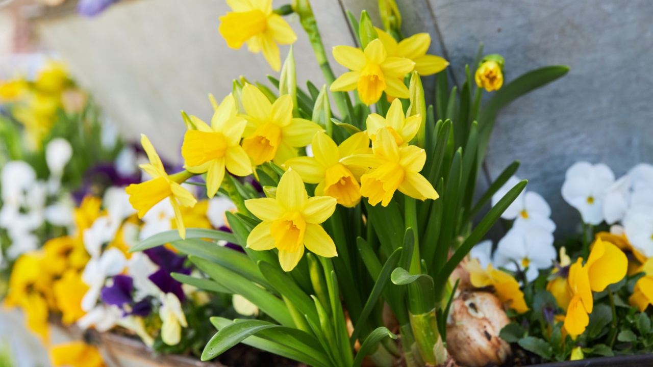 Dwarf Tate-a-tete Daffodils 'Narcissus' in bloom. Spring flowers. Close up of narcissus flowers blooming in a garden