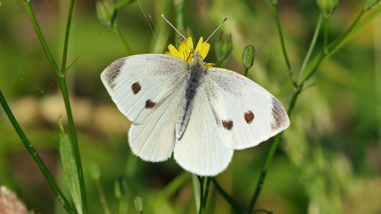 A "cabbage white butterfly" in a flower meadow