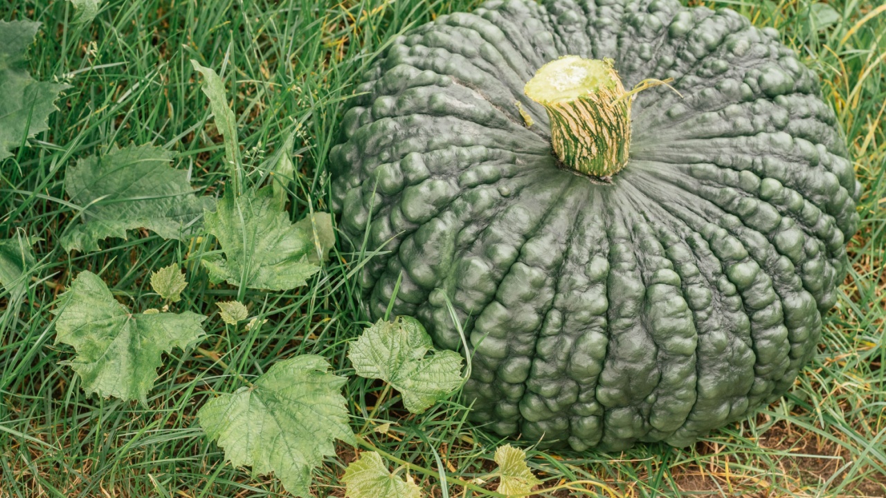 Huge and wide green marina di chioggia pumpkin lying on ground next to grape vine. Ripe dark green pumpkin grown in garden. Gardening and horticulture, agriculture concept. close up