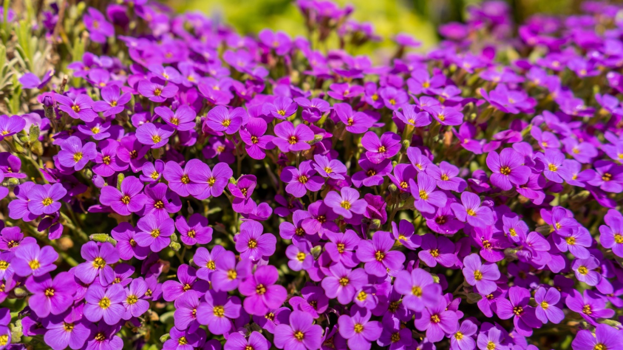 Closeup on vibrant coloured flowers in purple, Aubrieta Cascade Blue, flowering plants called Rock Cress growing in the garden in spring, ground cover cascading plant.