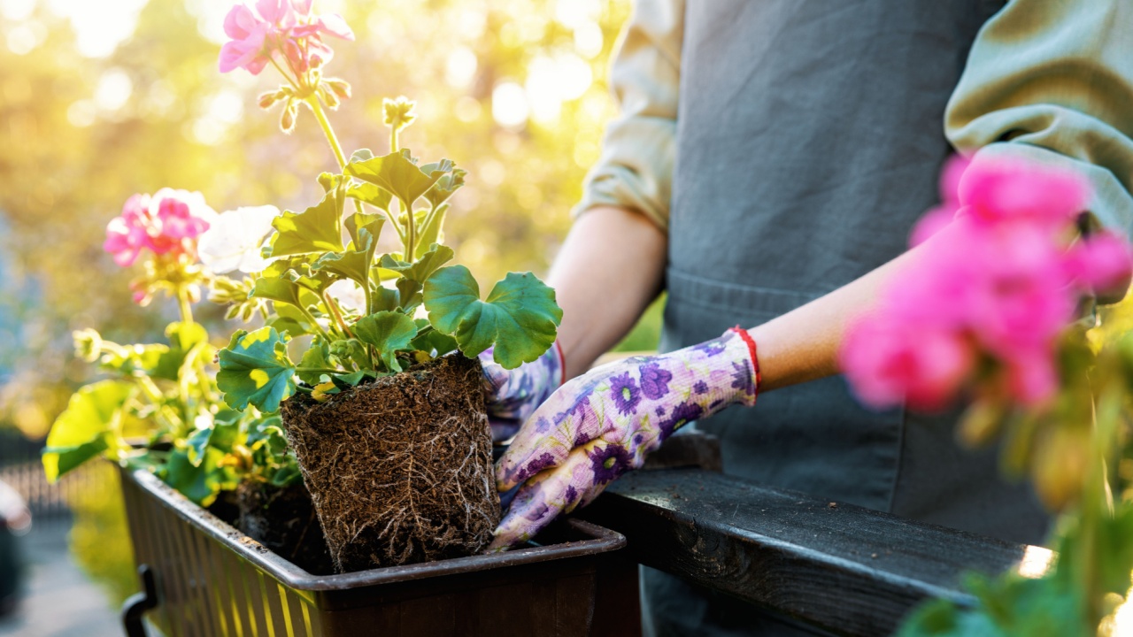 woman planting geranium flowers in balcony box