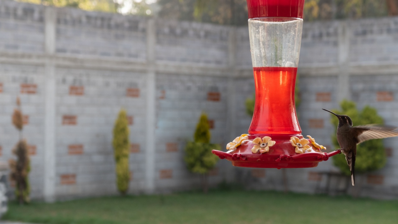 hummingbird at nectar feeder located in garden flutter