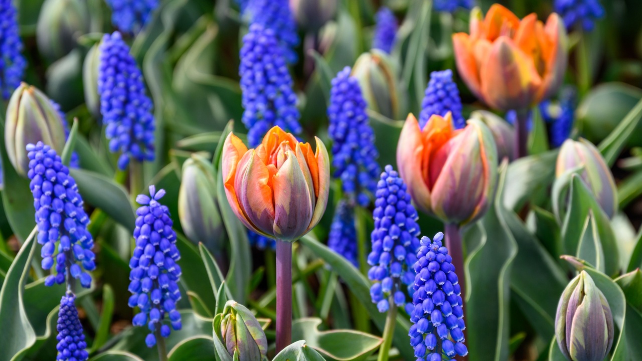 Closeup of garden planting with orange tulips and blue grape hyacinth in bloom, as a nature background