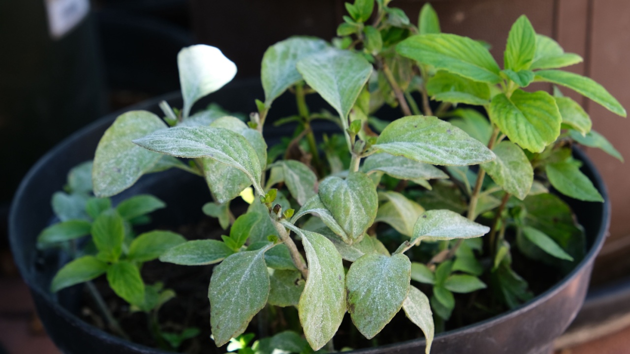 Diseases in the plant. Fungal, Aphids, mildew plant, mold. Diseases herbs in the garden. Vietnamese Balm, Perilla, shiso.