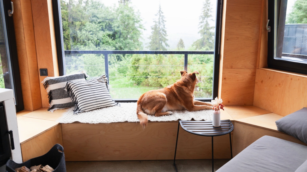 Happy red adopt dog lying on hand-made authentic wool carpet and pillows near panoramic window in Scandinavian wooden cabin hotel or home. Rainy weather in mountains forest. Hygge pets care concept.