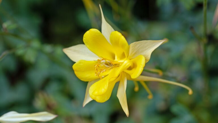 Flower of a golden columbine plant, Aquilegia chrysantha