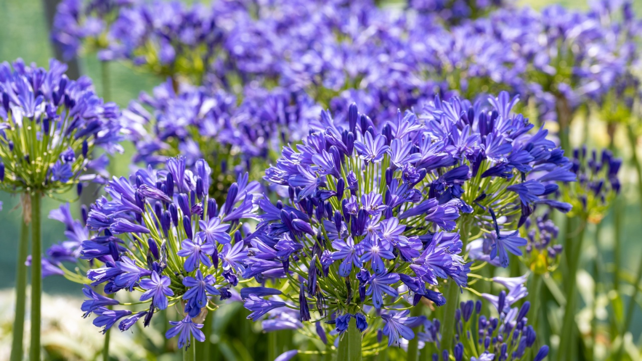 Agapanthus flower. Wild flowers of Agapanthus with purple petals. It's also known as lily of the Nile or African lily. A great many hybrids, and cultivars, have been produced.