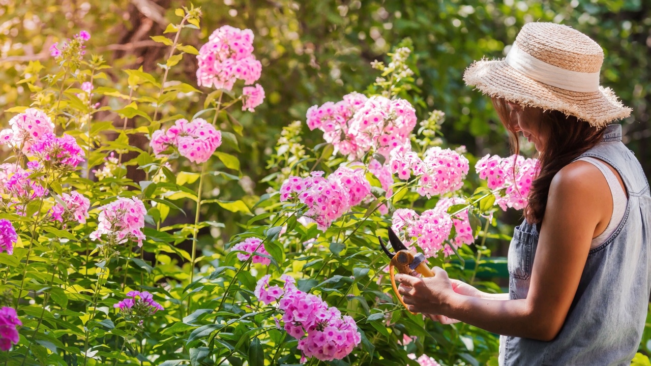 A beautiful young gardener girl in a straw hat is pruning phlox flowers in the garden with pruners. The concept of nature conservation, horticulture and agriculture.