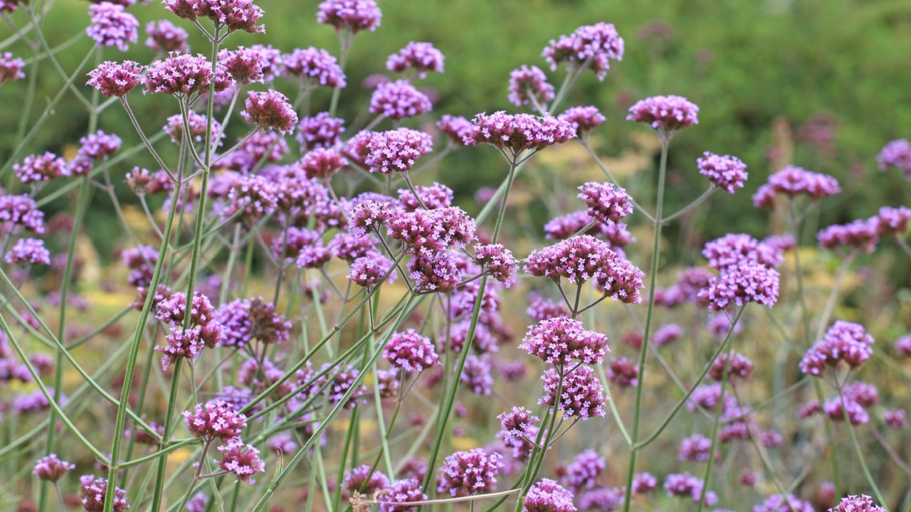 Lilac Purpletop vervain in flower. 