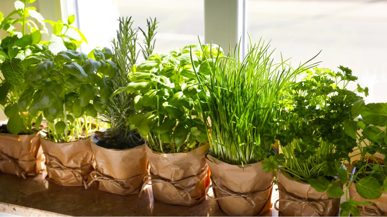 Different aromatic potted herbs on windowsill indoors