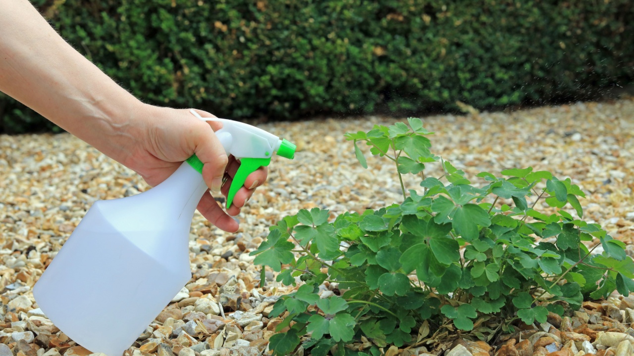 A Spray Bottle Being Used By A Gardener To Clear A Garden Weed Growing In A Gravel Path.