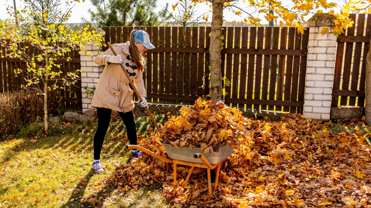 Young Woman having fun throwing while cleaning fallen maple autumn leaves in the garden.