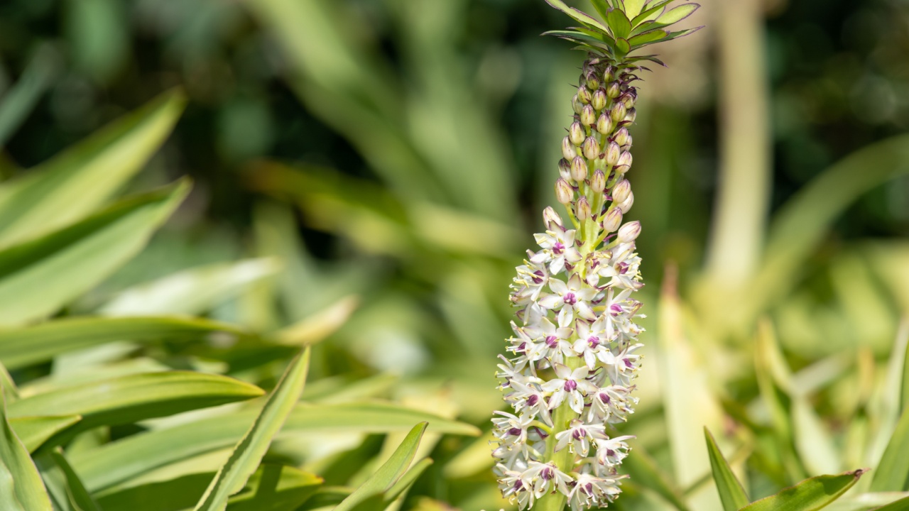 Close up of pineapple lily (eucomis comosa) flowers in bloom