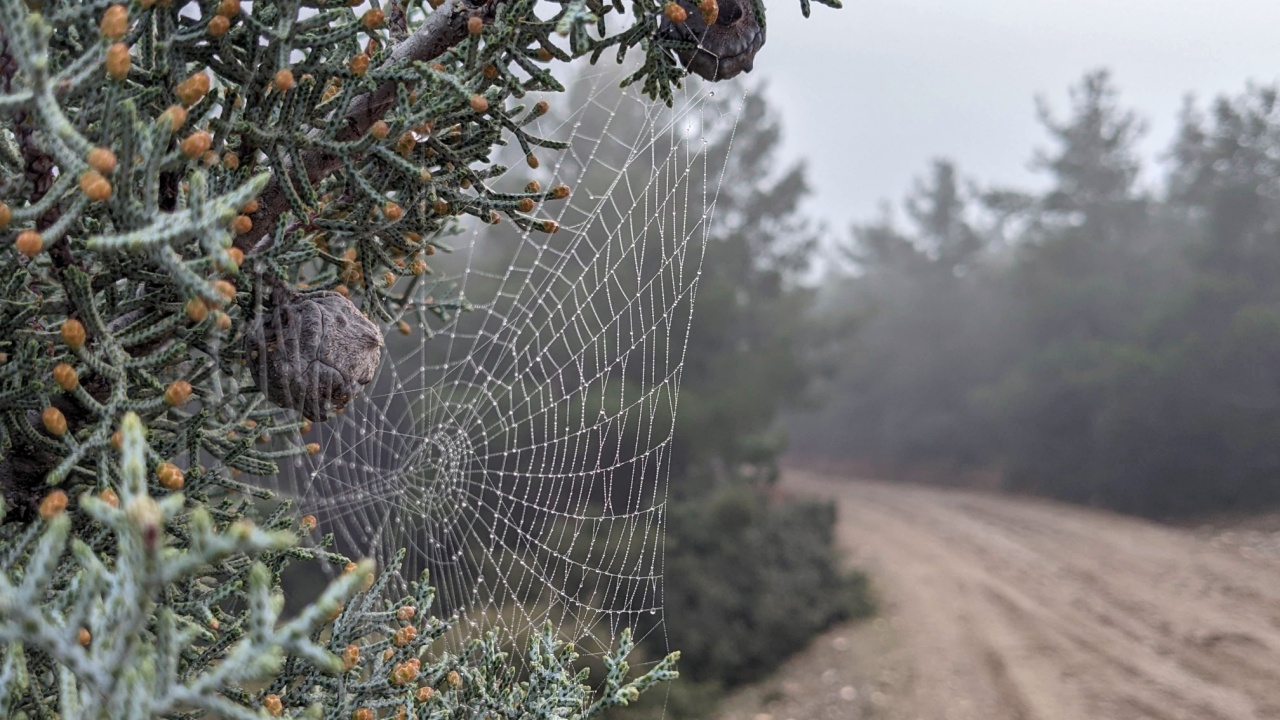 A spiderweb woven covered in raindrops woven among tree branches in a forest on a misty and rainy winter afternoon.