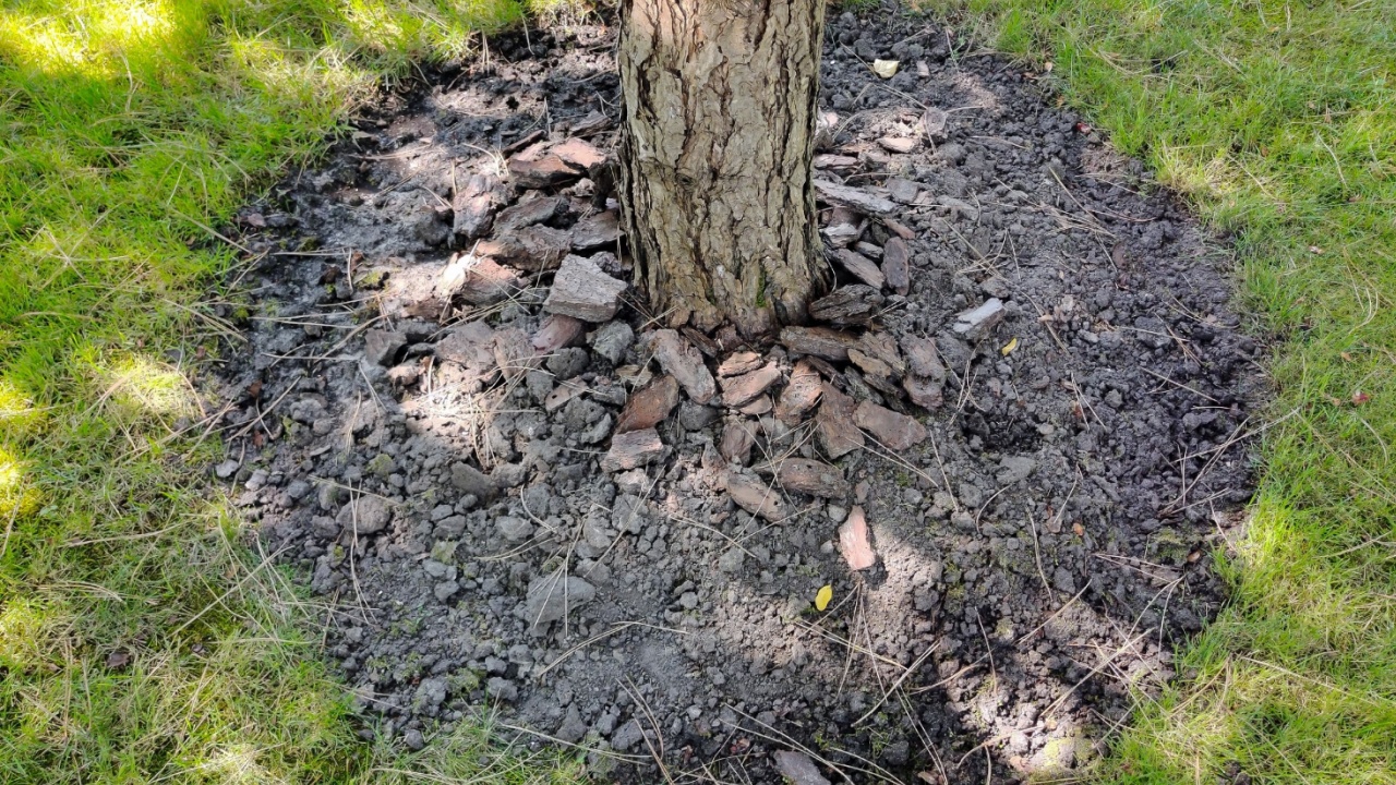 The base of a tree trunk with mulch and green grass around it