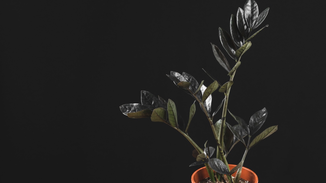 Zamioculcas Zamiifolia Raven, potted house plant with black leaves over black background with copy space. Spooky dark plants collection