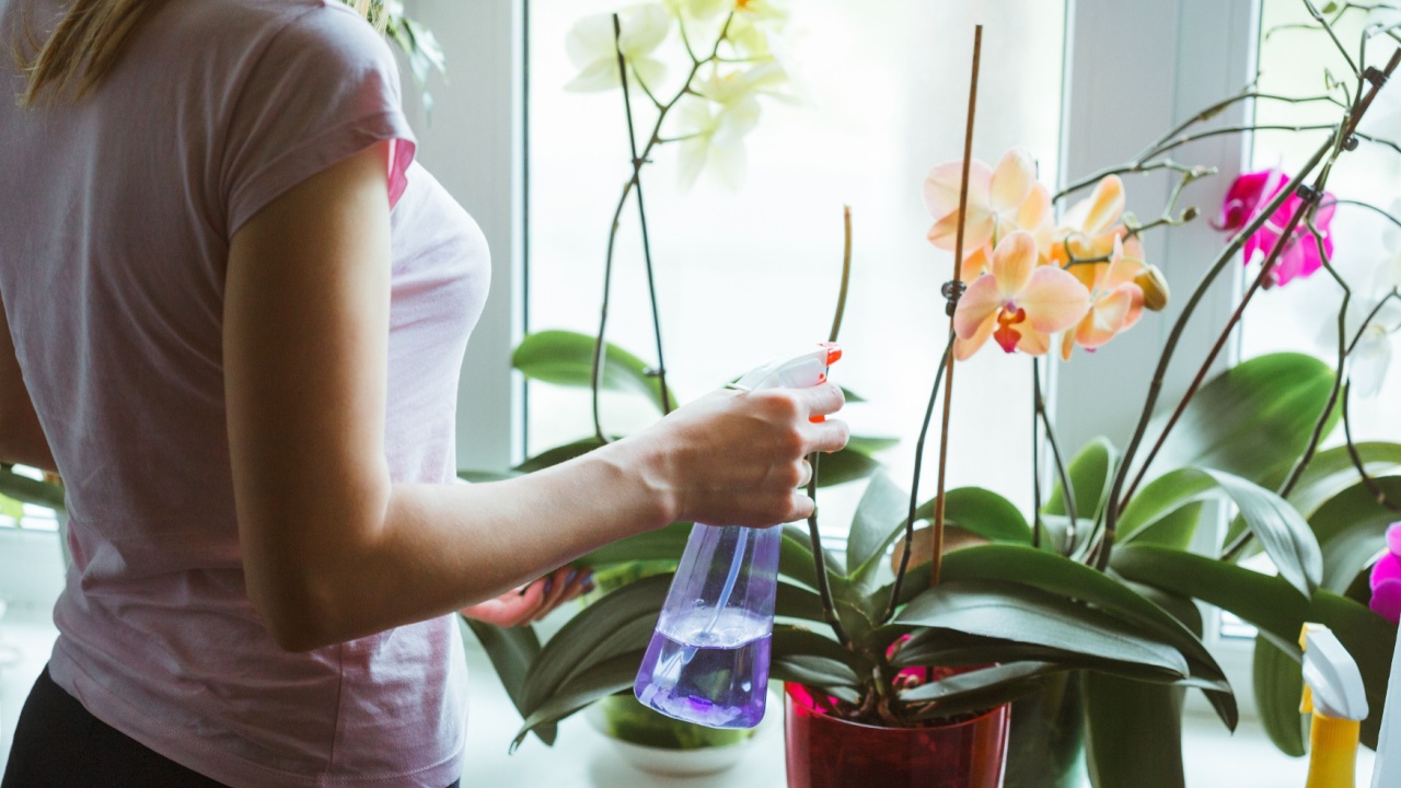 Woman caring for potted flowers on a windowsill. Orchid bloom. watering