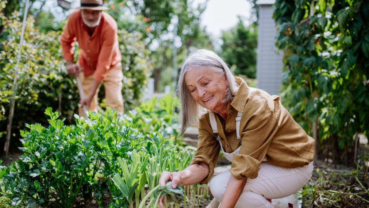 Happy senior couple working and harvesting vegetables from their garden.