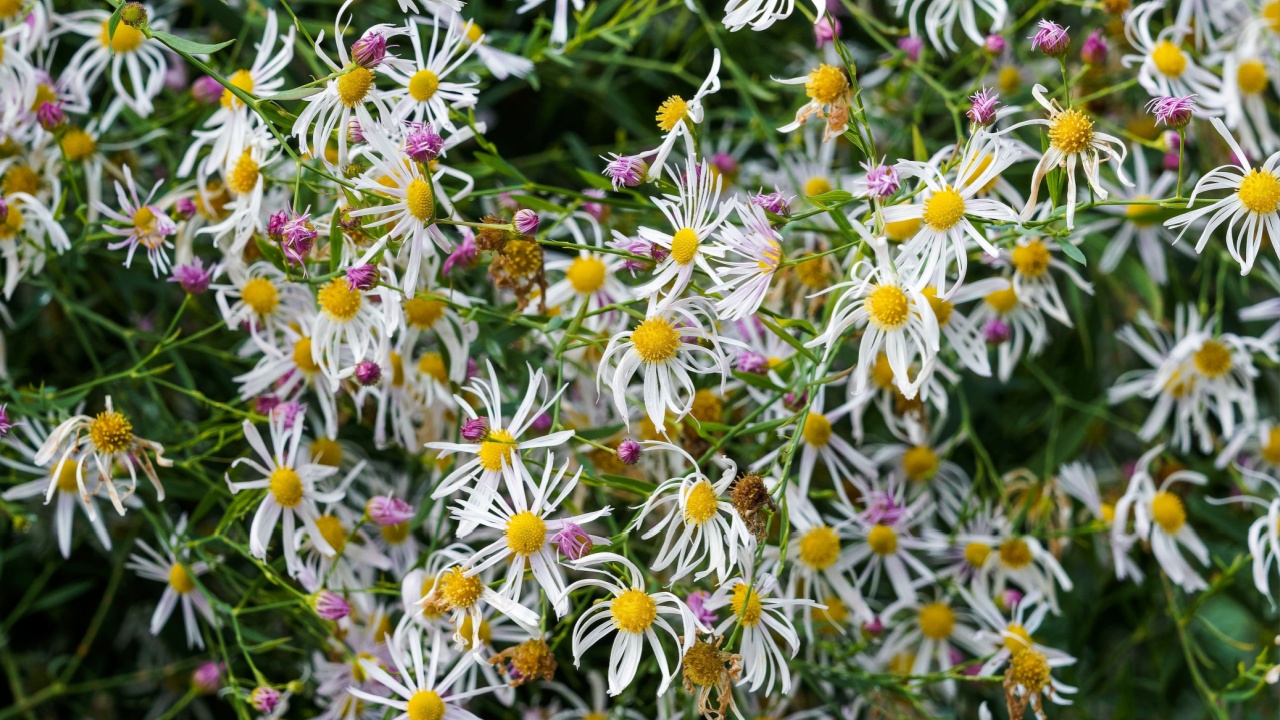 Boltonia asteroides | White doll's daisy or false chamomile, ornamental plant for its clump of flower heads in horizontals green stems with willow-like blue-green leaves