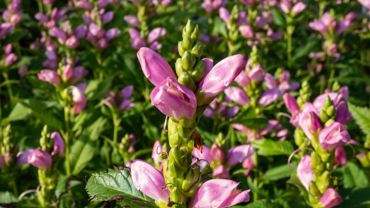 The Turtlehead, pink or Lyon's turtlehead (Chelone lyonii) flowering with hooded, snapdragon-like, two-lipped, pink flowers in summer