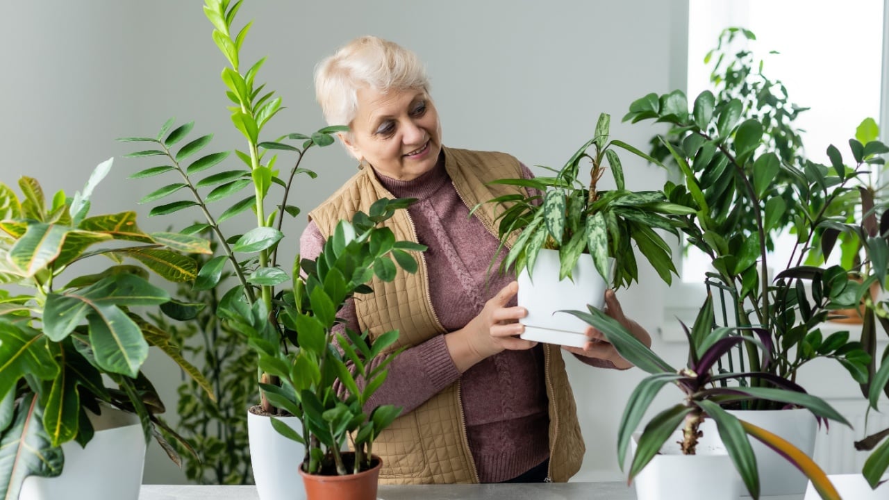 Senior Woman With Green Plants and Flowers at home. Woman Caring for House Plant. Woman Taking Care of Plants at Her Home Portrait of Elderly Woman Gardening at Home. Retired Female Care for Her Plant