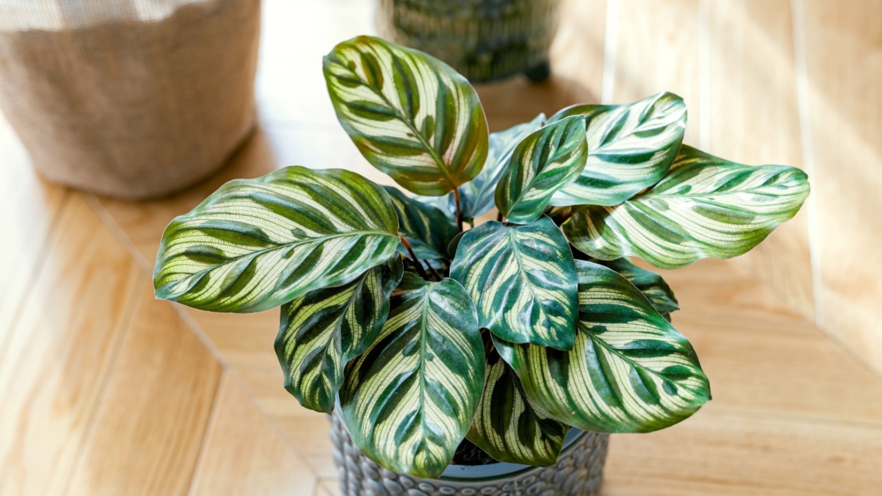 Calathea makoyana (known as peacock calathea, the peacock plant, prayer plant) growing indoors. Close up of striped leaves of green houseplant