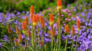 Red Hot Poker plants stand out beautifully in a colorful garden full of blooming flowers.