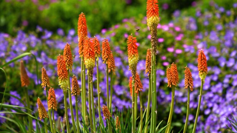 Red Hot Poker plants stand out beautifully in a colorful garden full of blooming flowers.