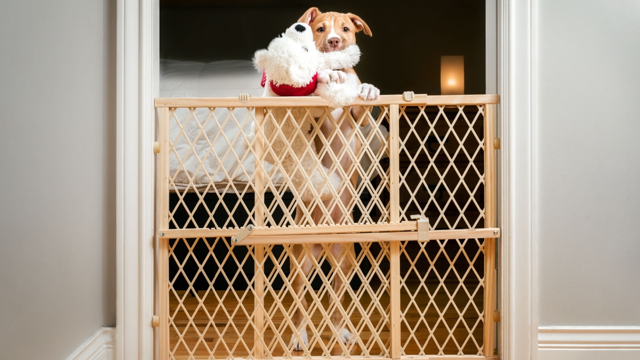 Cute puppy standing behind pet gate with dog toy in mouth, waiting to be let out. Puppy dog standing on hind legs and looking at camera. 12 weeks old, female Boxer Pitbull mix breed. Selective focus.