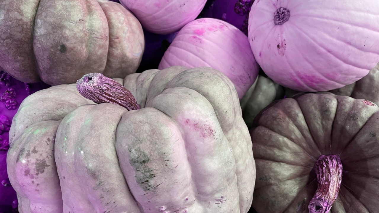 Halloween and fall seasonal decor purple pumpkins effect background