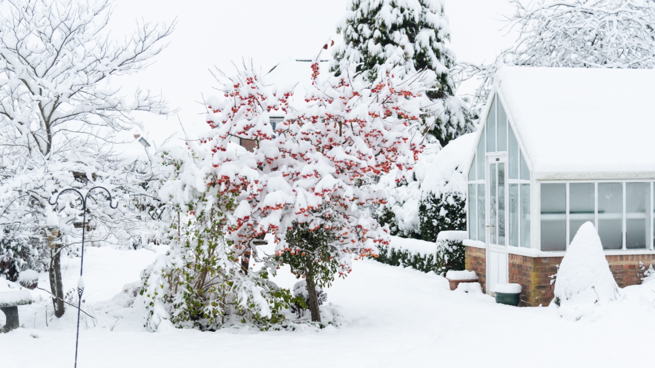Snow covered garden with Crab apple, Malus Evereste