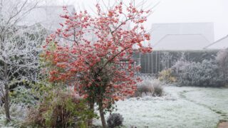 Crab apple tree, Malus Evereste, with Mistletoe in it, in a gard