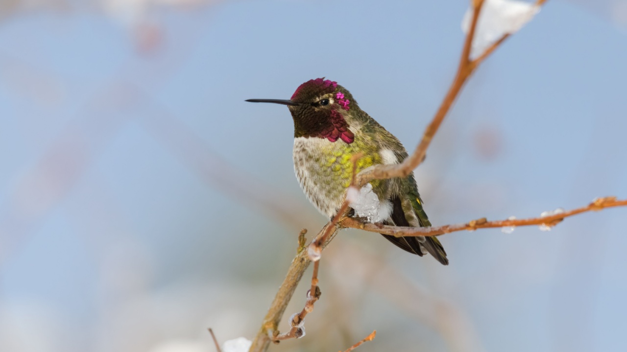 Annas Hummingbird with magenta colors wintering in King County Washington with ice on branch and blue sky