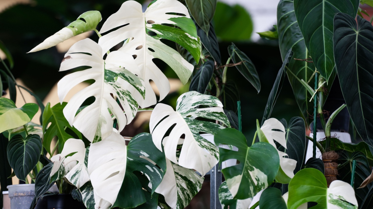 Monstera Albo variegated plant close up in the garden. 