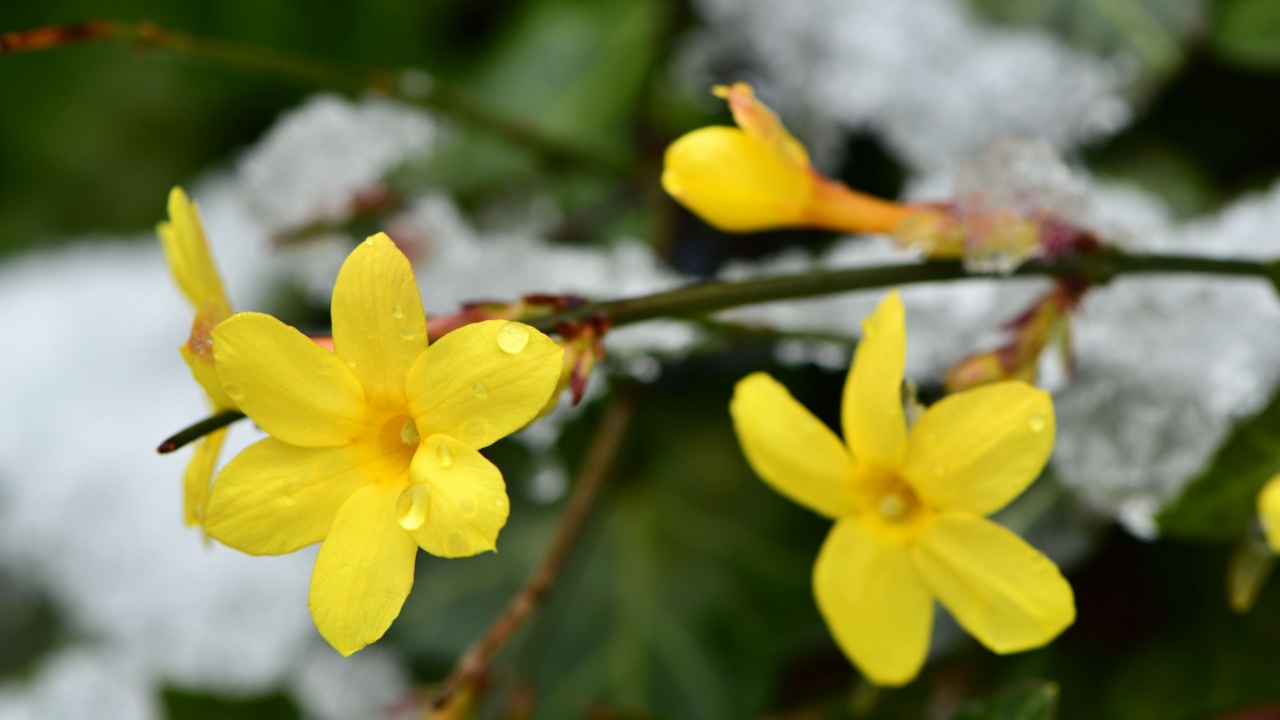 The yellow flowers of the winter jasmine (Jasminum nudiflorum) vine often bloom while the snow is still lying around