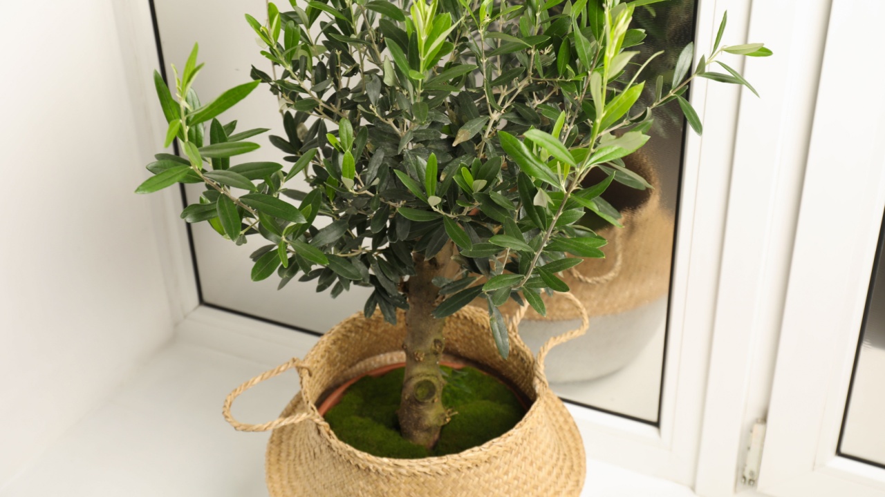 Pot with olive tree on window sill indoors, above view. Interior element