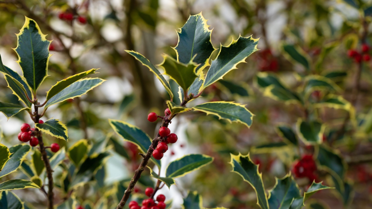 The American holly, Ilex opaca is a species of holly, This shrub tree is considered both an evergreen tree and an ornamental tree.