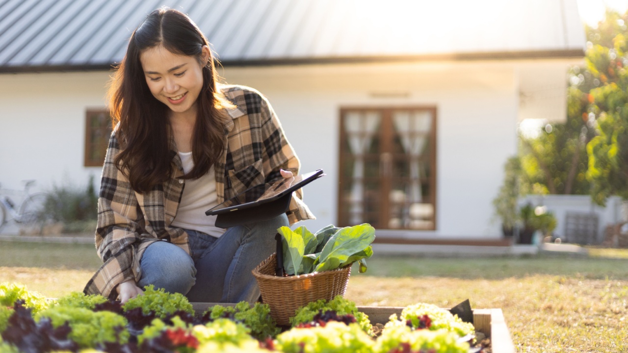 Woman picking salad vegetables in the garden, Record the growth of vegetables in the garden vegetables in the greenhouse.