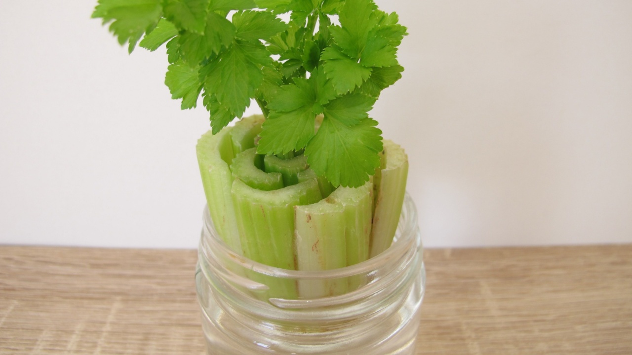 Regrowing celery in a glass of water