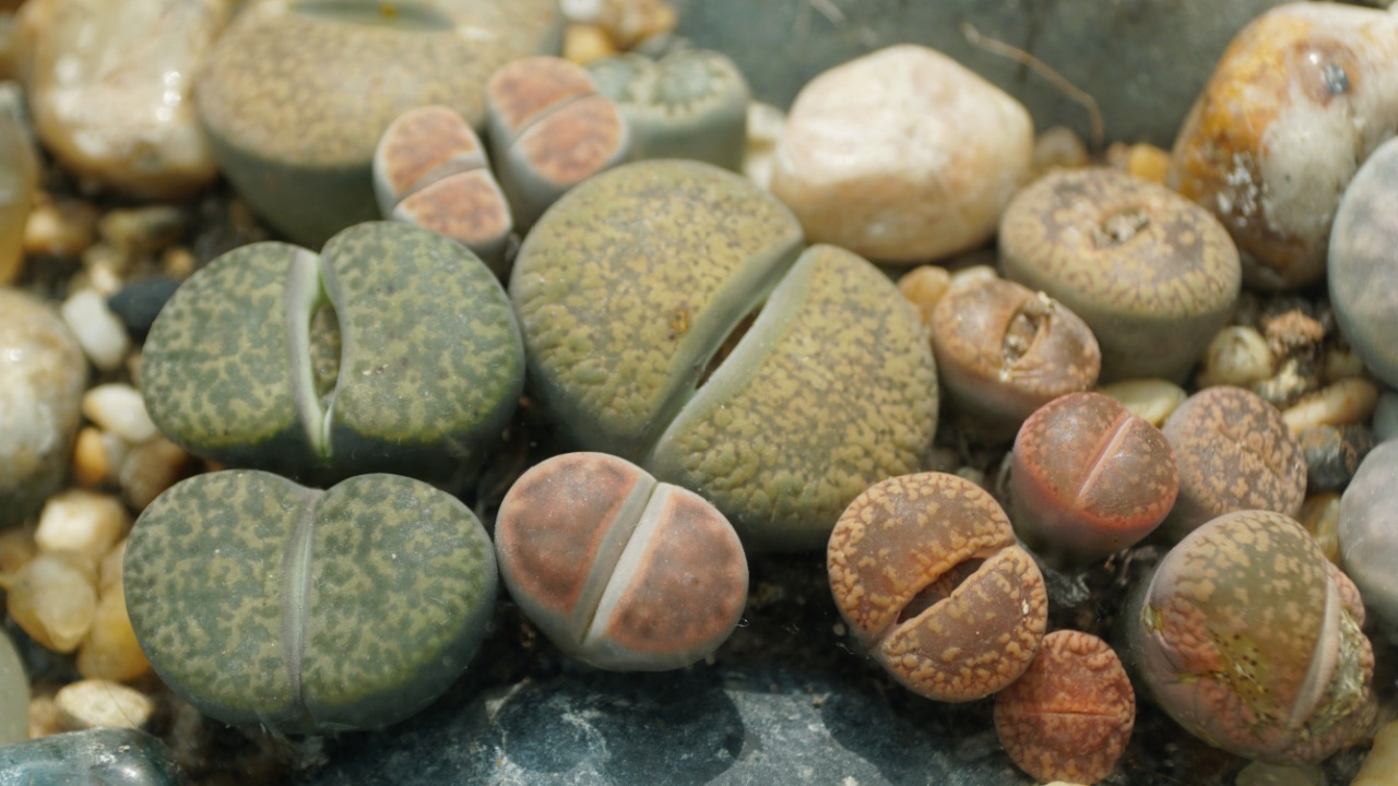 Close up of Lithops plant, also known as the living stones from Southern Africa