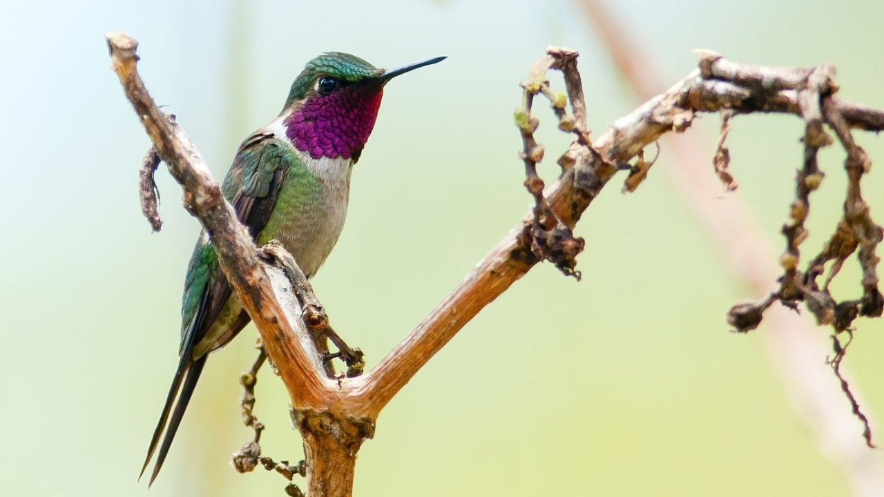 A stunning throated Woodstar hummingbird (Calliphlox bryantae) is perched on a thin branch.