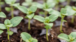 Young Snapdragon flower seedlings in their propagation tray. Cut flower garden DIY. Plant seedlings.