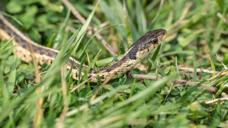 8 Signs You Have a Snake Problem in Your Garden