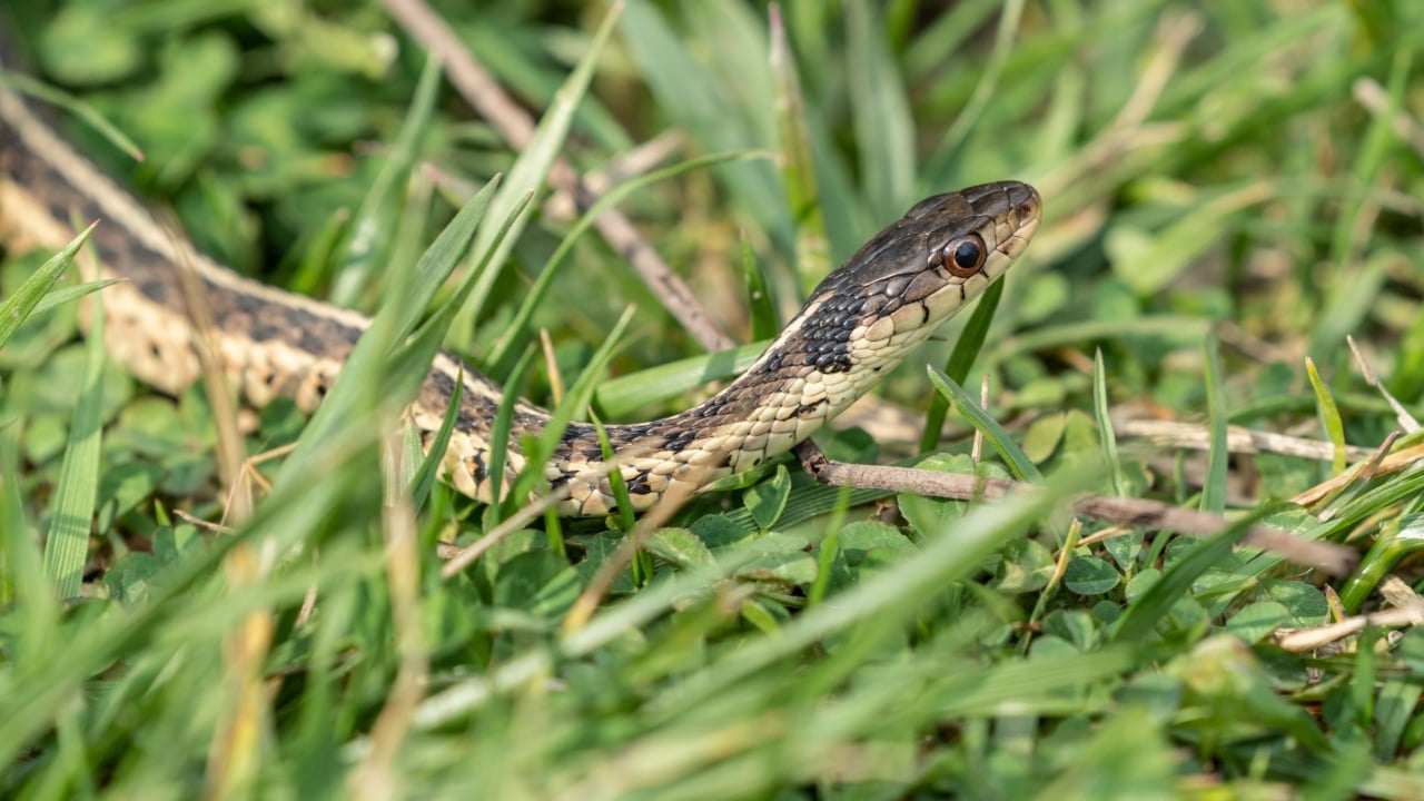 Garter Snake skims through the grass