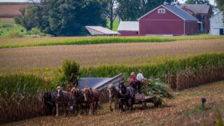 A View of Amish Harvesting There Corn Using Six Horses and Three Men as it was Done Years Ago on a Sunny Fall Day