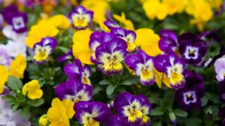 These are the pansies that bloomed in the garden.