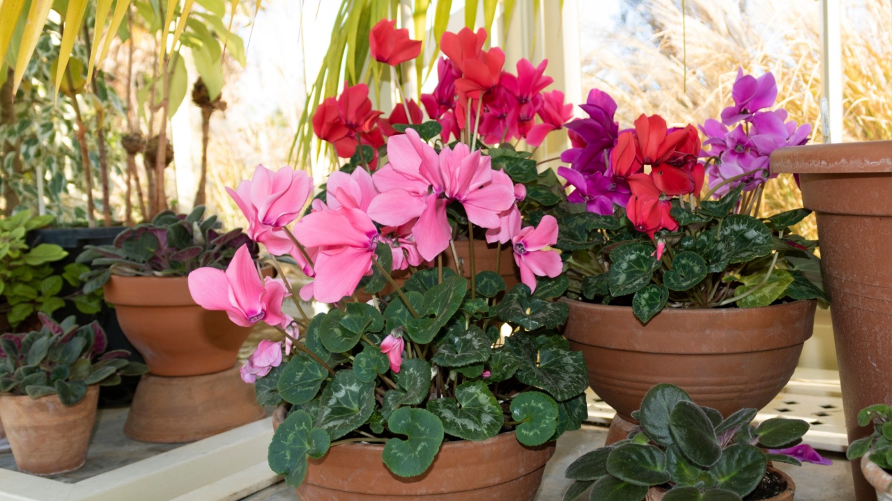 Pink and red cyclamen in a flower pots